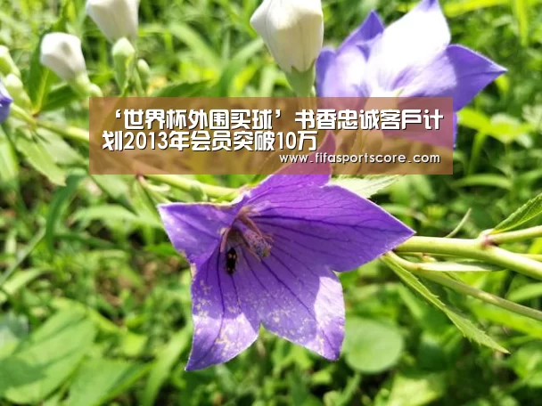 世界杯外围买球